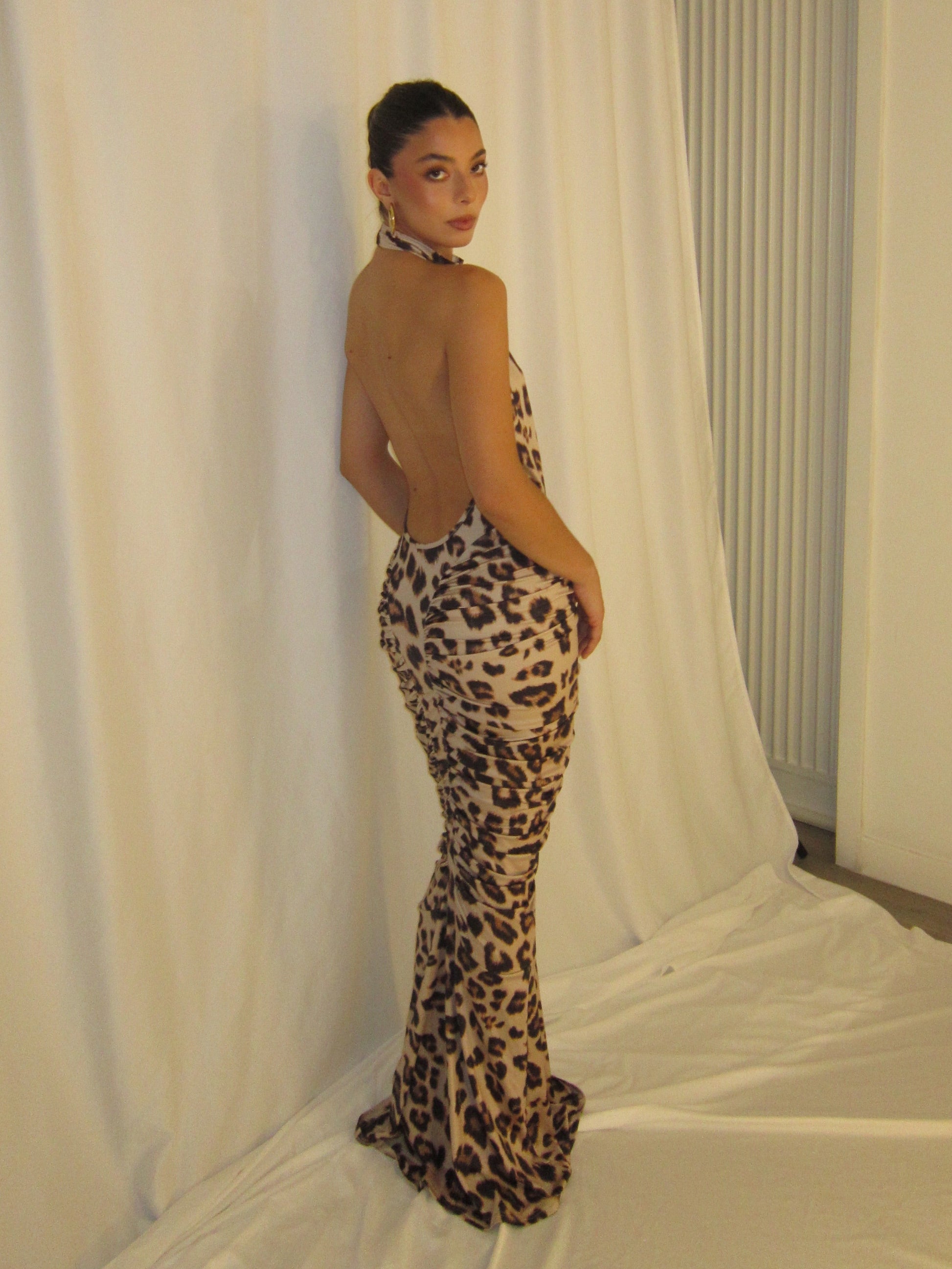 Cheetah