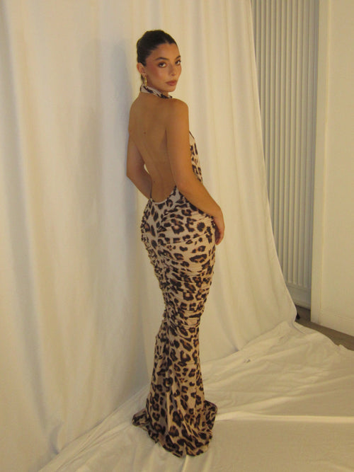 Cheetah