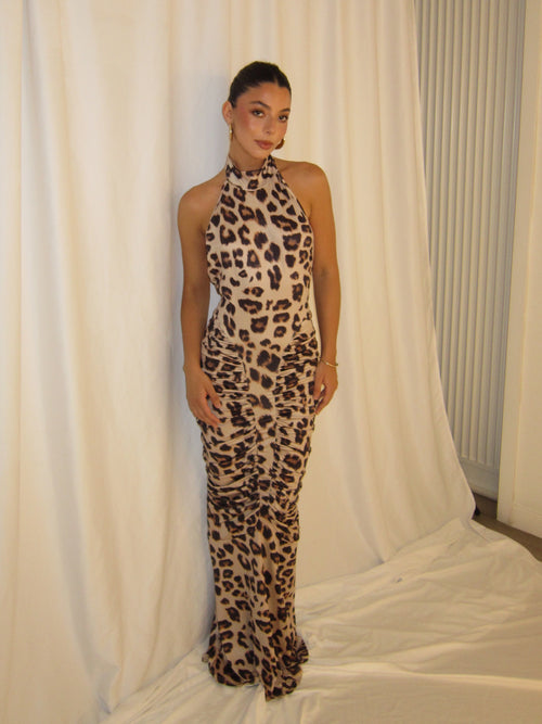 Cheetah